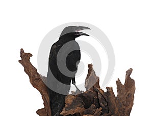 Beautiful common raven perched on wood against white background