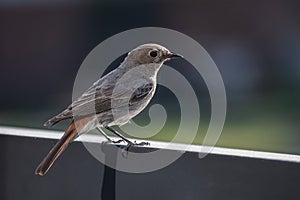 Beautiful Common Redstart (Phoenicurus phoenicurus), small passerine bird