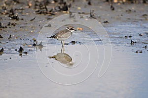 Beautiful common ringed plover bird perched on a lake shore