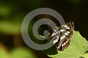 Beautiful common sailor   neptis hylas  butterfly sitting on leaf.