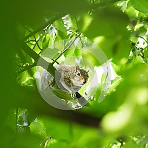 A beautiful common squirrel in a Londons park looking for food.