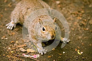 A beautiful common squirrel in a Londons park looking for food.