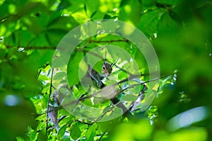 A beautiful common squirrel in a Londons park looking for food.