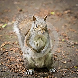 A beautiful common squirrel in a Londons park looking for food. photo