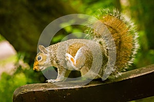 A beautiful common squirrel in a Londons park looking for food. photo