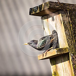 A beautiful common starling nesting in the garden. Starling singing and nesting in the spring.