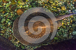 Beautiful common stingray in freshwater river