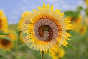 Beautiful Common Sunflower, Helianthus annuus