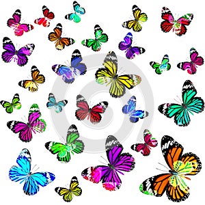 Beautiful Common Tiger Butterflies flying in devine scale color