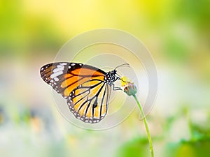 Beautiful Common Tiger butterfly on flower