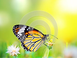 Beautiful Common Tiger butterfly on flower in nature