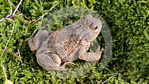 Beautiful common toad (Bufo bufo) jump and water splash