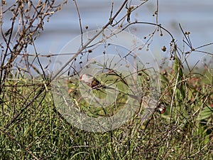 Beautiful common waxbill in the nature
