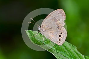Common wood-Nymph butterfly