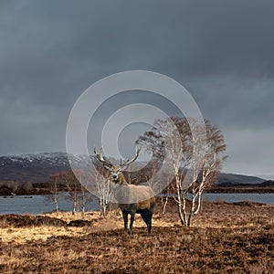 Beautiful Composite image of red deer stag in sunlight on Rannoch Moor in Scottish Highlands in Winter