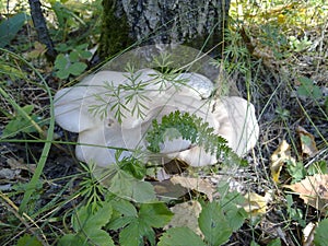 Beautiful composition with autumn mushrooms