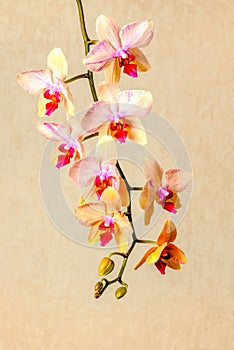 beautiful composition of blooming twig orchid flower, phalaenopsis on beige background, closeup