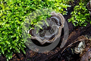 Beautiful composition with green moss and mushroom on tree trunk in forest