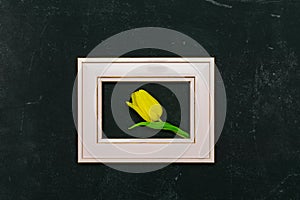 Beautiful composition with spring flowers. Photo frame, yellow tulip on black background