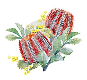 Watercolor australian banksia floral composition