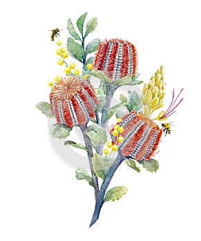 Watercolor australian banksia floral composition