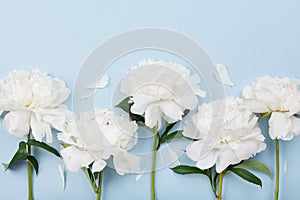 Beautiful composition of white peony flowers on blue pastel table top view and flat lay style