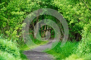 Beautiful compressed landscape image looking along path through lush green forest in Spring sunshine with selective focus