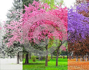 Beautiful concept of four seasons tree