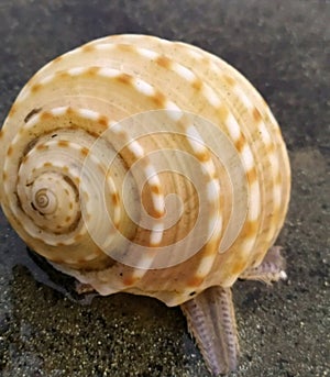 Beautiful conch at the sea Beach of Digha in dian