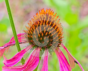 Beautiful cone flower echinacea up close