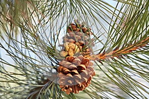 Beautiful cones on pine branch close up