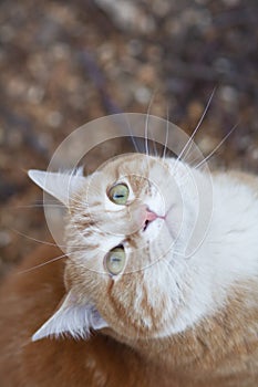 Beautiful confused ginger cat looking up, pet walking in nature rural scene, funny animals