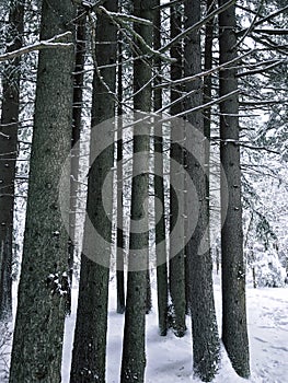 Beautiful coniferous forest with fir pine trees in winter with snow