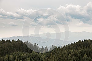 Beautiful coniferous forest - Firs, larches. Vintage look. Styria mountains, Austria photo