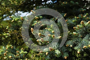 Beautiful coniferous tree branches with cones outdoors on sunny day, closeup