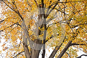 The beautiful contrast of dark wood and yellow leaves