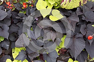 Beautiful contrast of green and black leaves