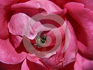 Beautiful contrast, honey bee and cerise rose photo