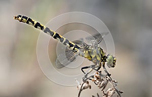 Beautiful contrasting colorful dragonfly macro