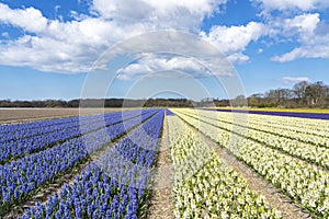 Beautiful converging lines with bulb fields full of purple and white hyacinths and on the far right a field of yellow daffodils ne