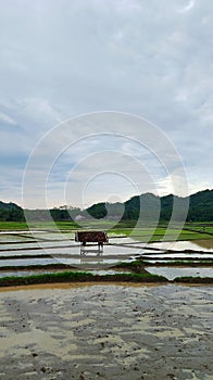 Beautiful and cool natural scenery, rice fields ready for planting rice can be seen