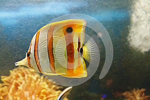 Beautiful Coperband butterfly Chelmon rostratus also known as the Beaked butterflyfish or Orange stripe butterfly