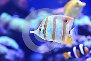 Beautiful copper banded butterfly fish in aquarium water