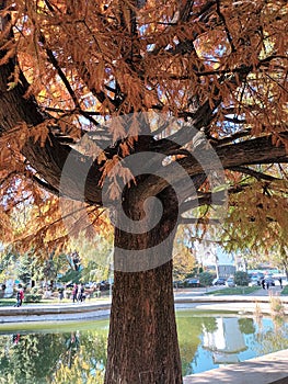 the beautiful copper tree in front of the lake park