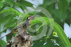 Beautiful coppersmith barbet or crimson breasted barbet is chirping from a top of the tree