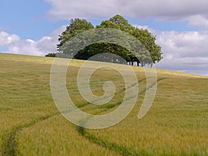 Beautiful copse of trees in barley field, Latimer, Buckinghamshire