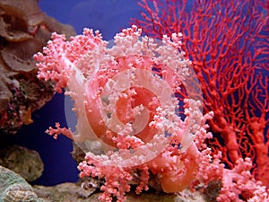 Beautiful coral