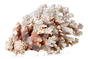 Beautiful Coral