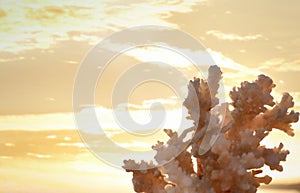 Beautiful coral against sky at beach. Space