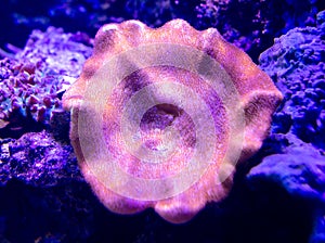 Beautiful coral in the aquarium. Coral reef